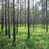 Pine Forests