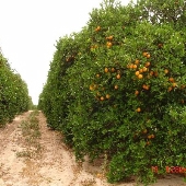 Citrus Groves
