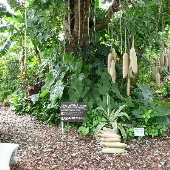 Unbelievable Acres Botanical Gardens