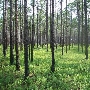 Pine Forests