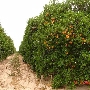 Citrus Groves
