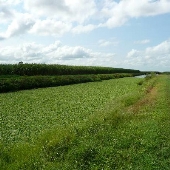 Market Road Field