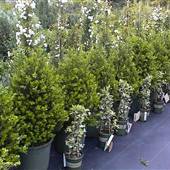 Gecko Gardens Inc.
