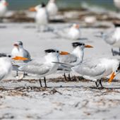 Anclote Key Preserve State Park