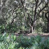 Green Swamp wilderness preserve - West Tract