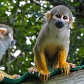 Monkey Jungle