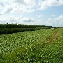 Market Road Field