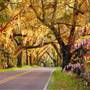 Canopy Road