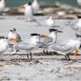 Anclote Key Preserve State Park
