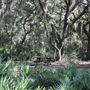 Green Swamp wilderness preserve - West Tract