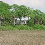 Aripeka