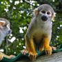 Monkey Jungle
