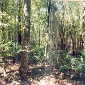 Cecil Field Wooded Areas