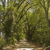 Suwannee Street
