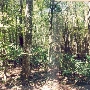 Cecil Field Wooded Areas