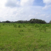 African Savannah