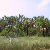 FORT DESOTO BEACH AND JUNGLE