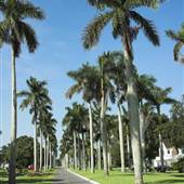 Royal Palm Ave.