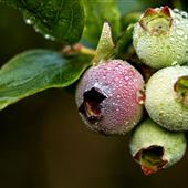 Starkey Blueberry Farms
