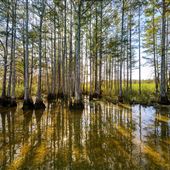 Big Cypress National Preserve