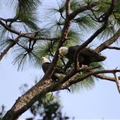 Lake Ola Historic Retreat