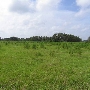 African Savannah