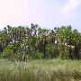 FORT DESOTO BEACH AND JUNGLE