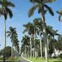 Royal Palm Ave.