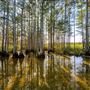Big Cypress National Preserve