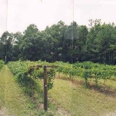 Blackberry Hill Farm