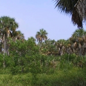 Fort De Soto Jungle