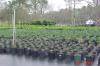 Hickory Creek Nursery