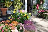Anita's Garden Shop and Design