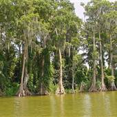 Swamps