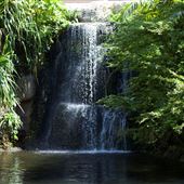 Jungle Island