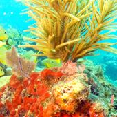 The Great Florida Reef