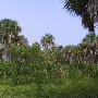 Fort De Soto Jungle