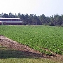 Campbell Peanut Farm