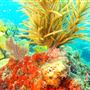 The Great Florida Reef