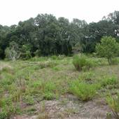 Ft. George Jungles