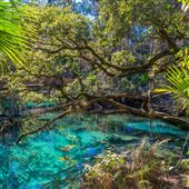 Juniper Springs