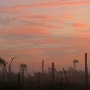 Castaway Island Preserve