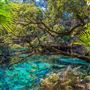 Juniper Springs