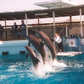 Gulfarium