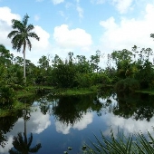 Art of Palms Nursery