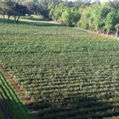 Abshier Blueberry Farm