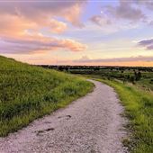 The Celery Fields