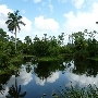 Art of Palms Nursery