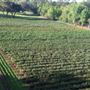 Abshier Blueberry Farm