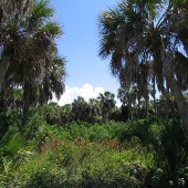 FORT DE SOTO JUNGLE 10-08